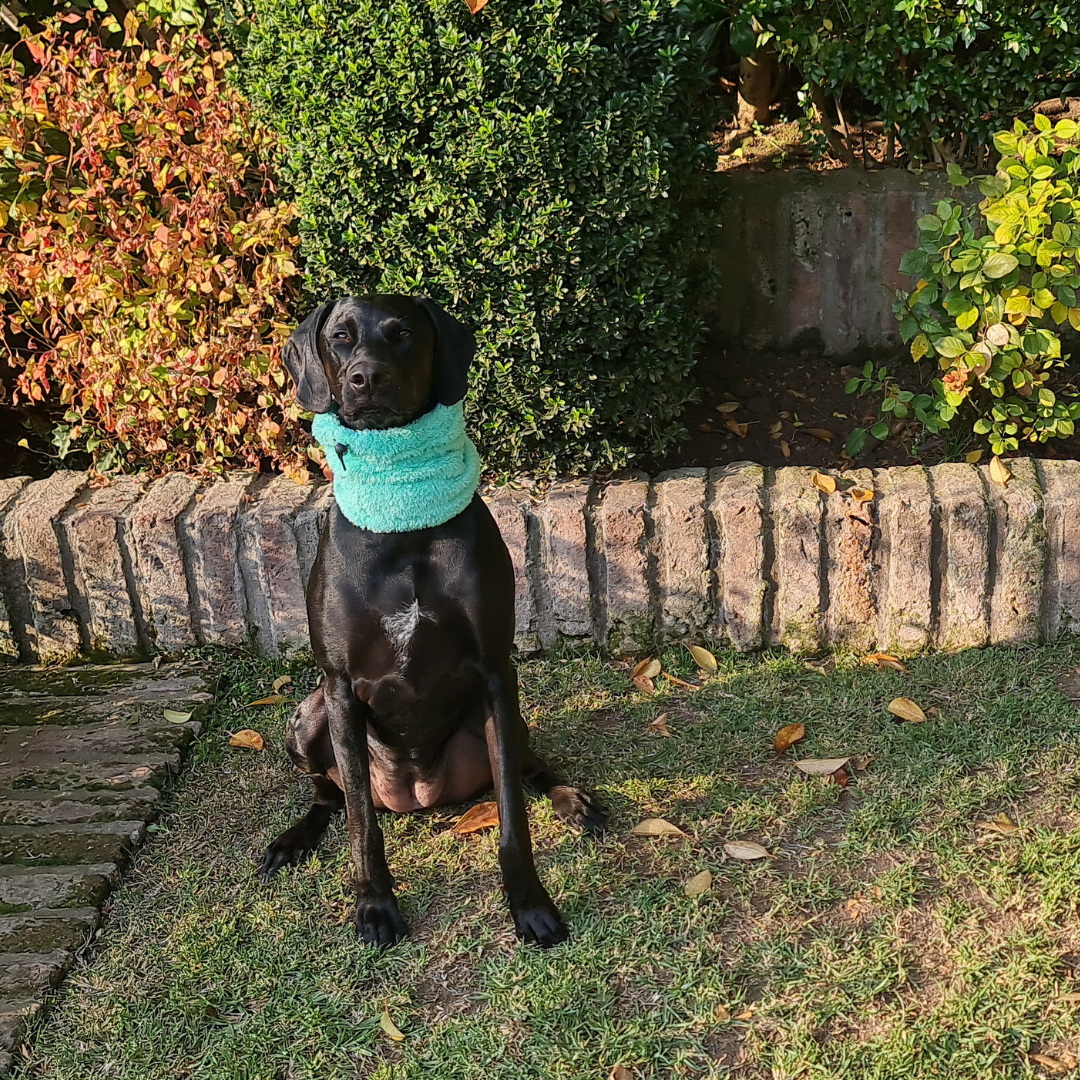 Cuello para Mascotas - Verde Agua