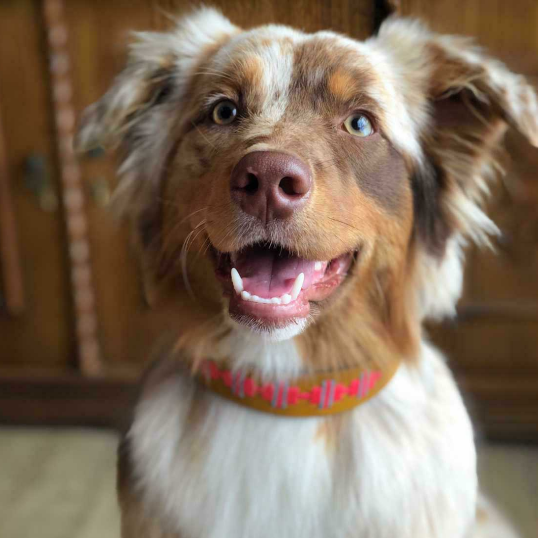 Collar de Cuero Bordado - Toby Mostaza