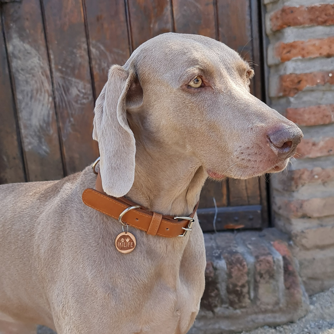 Collar de Cuero para perros - Camel hebilla Nickel