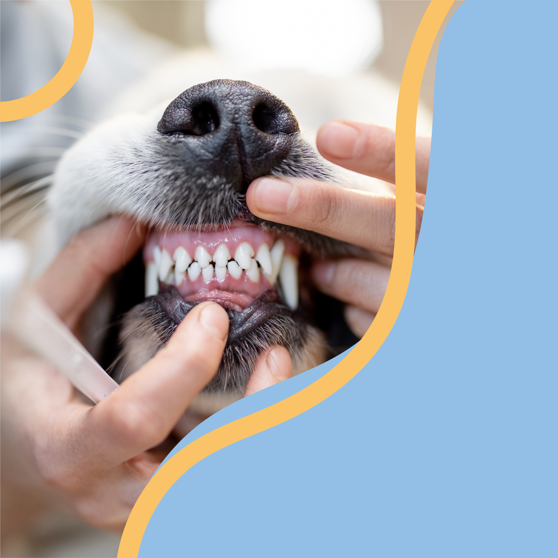 4 formas de limpiarles los dientes sin tener que utilizar cepillo de dientes