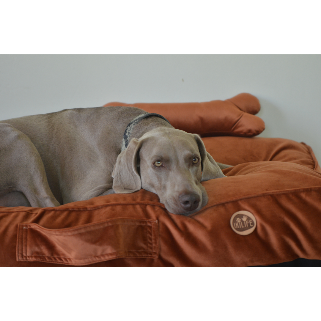 Cama Rectangular Para Mascotas - Café