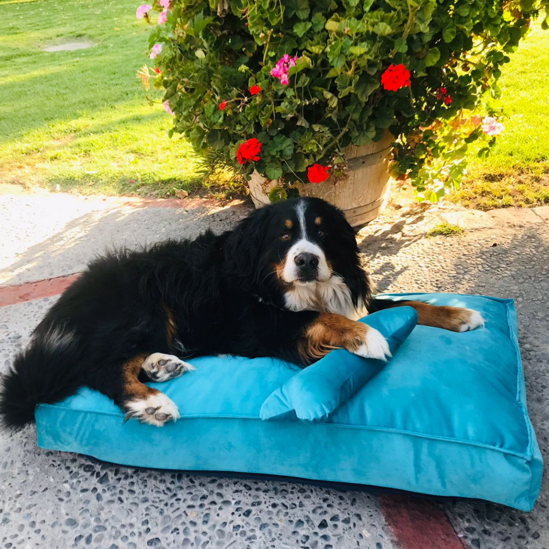 Cama Rectangular Para Mascotas - Turquesa