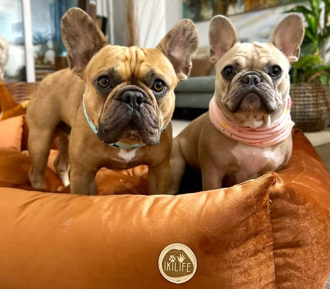 Cama Clásica Para Mascotas - Café