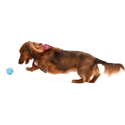 Juguete Zogoflex Jive - Pelota S