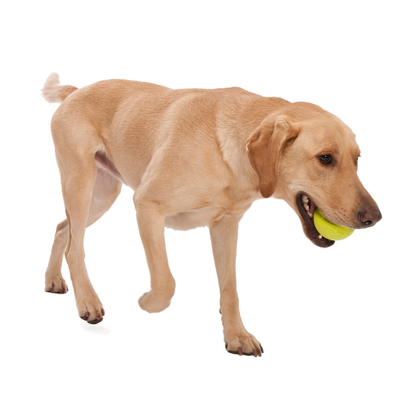 Juguete Zogoflex Jive - Pelota L