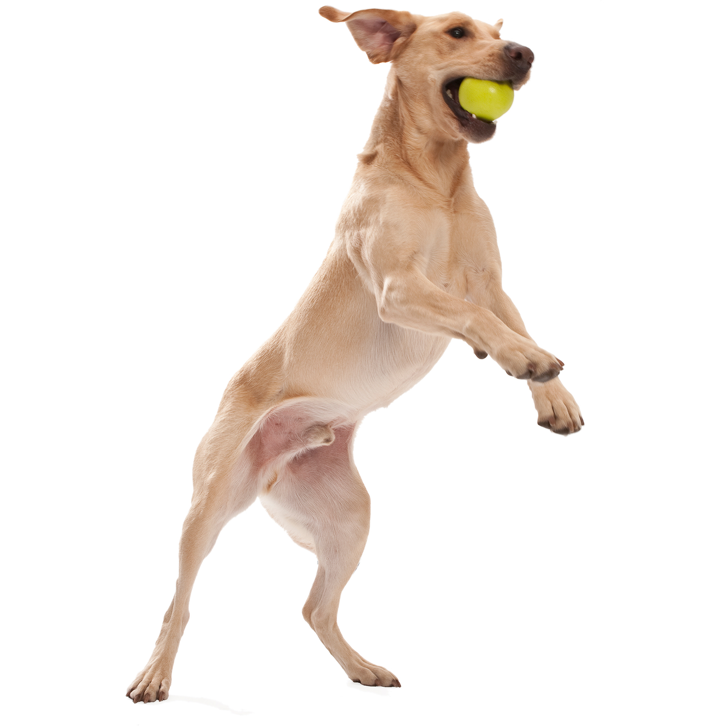 Juguete Zogoflex Jive - Pelota S