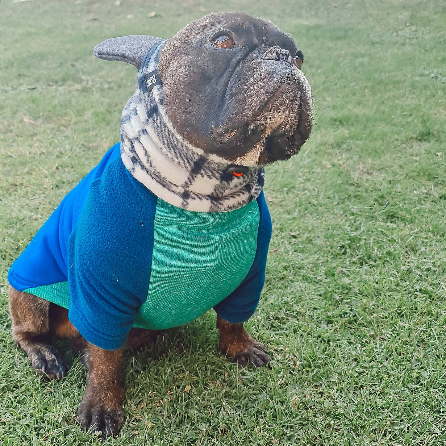 Polerón con Gorro para Orejas Talla única