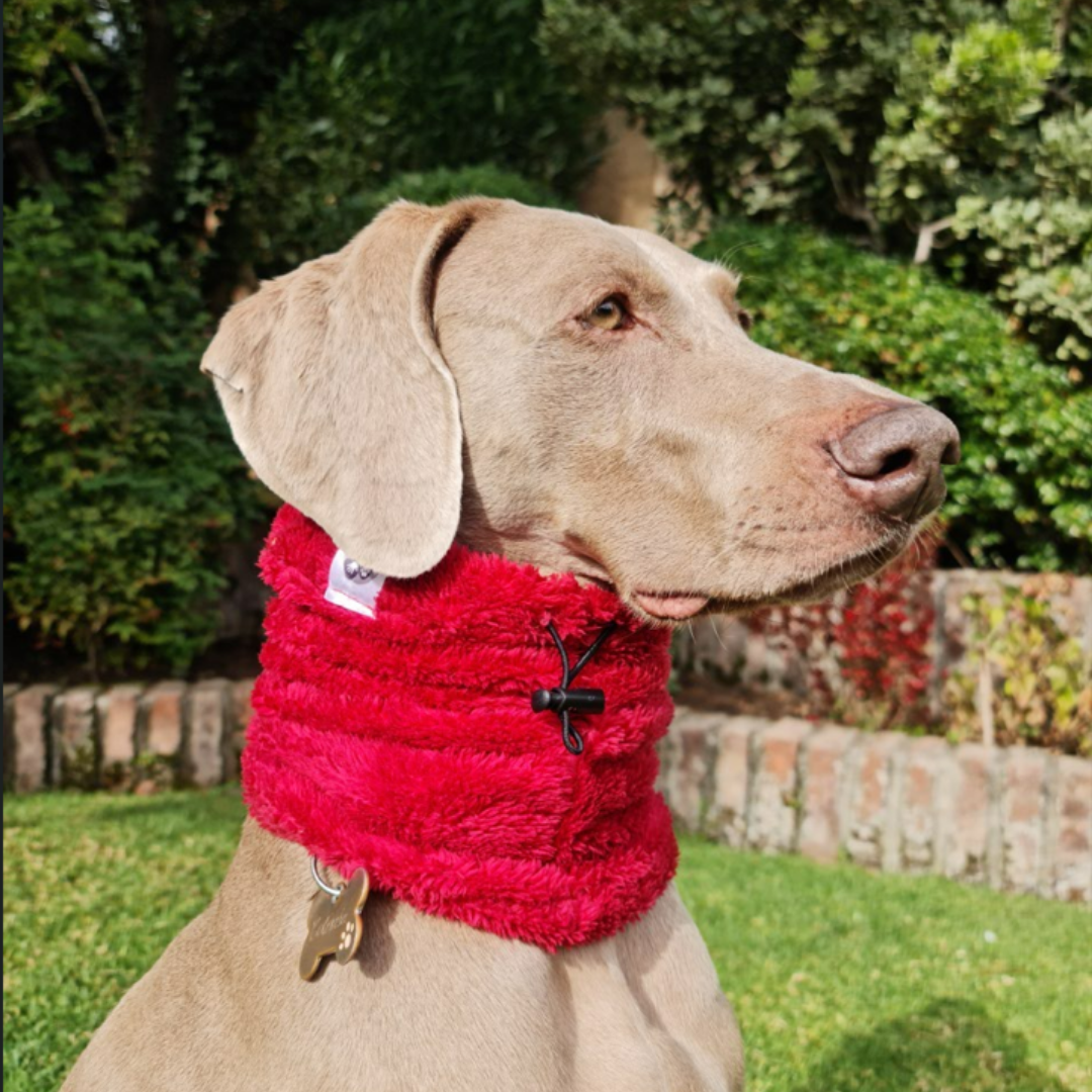 Cuello para Mascotas - Rojo