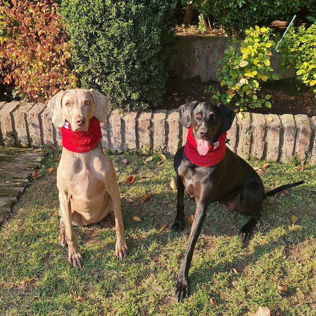 Cuello para Mascotas - Rojo