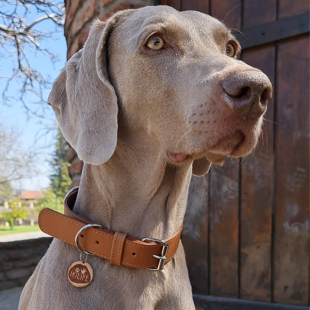 Collar de Cuero para perros - Camel hebilla Nickel