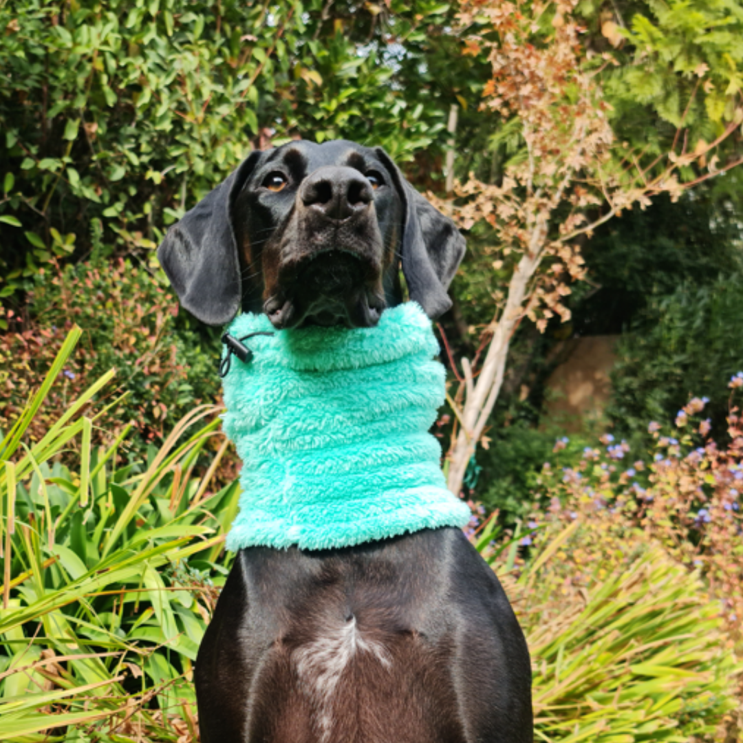Cuello para Mascotas - Verde Agua