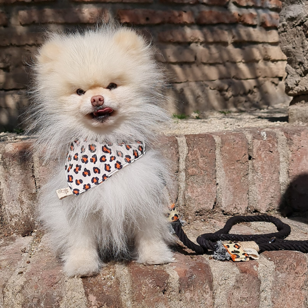 Bandana - Animal Print