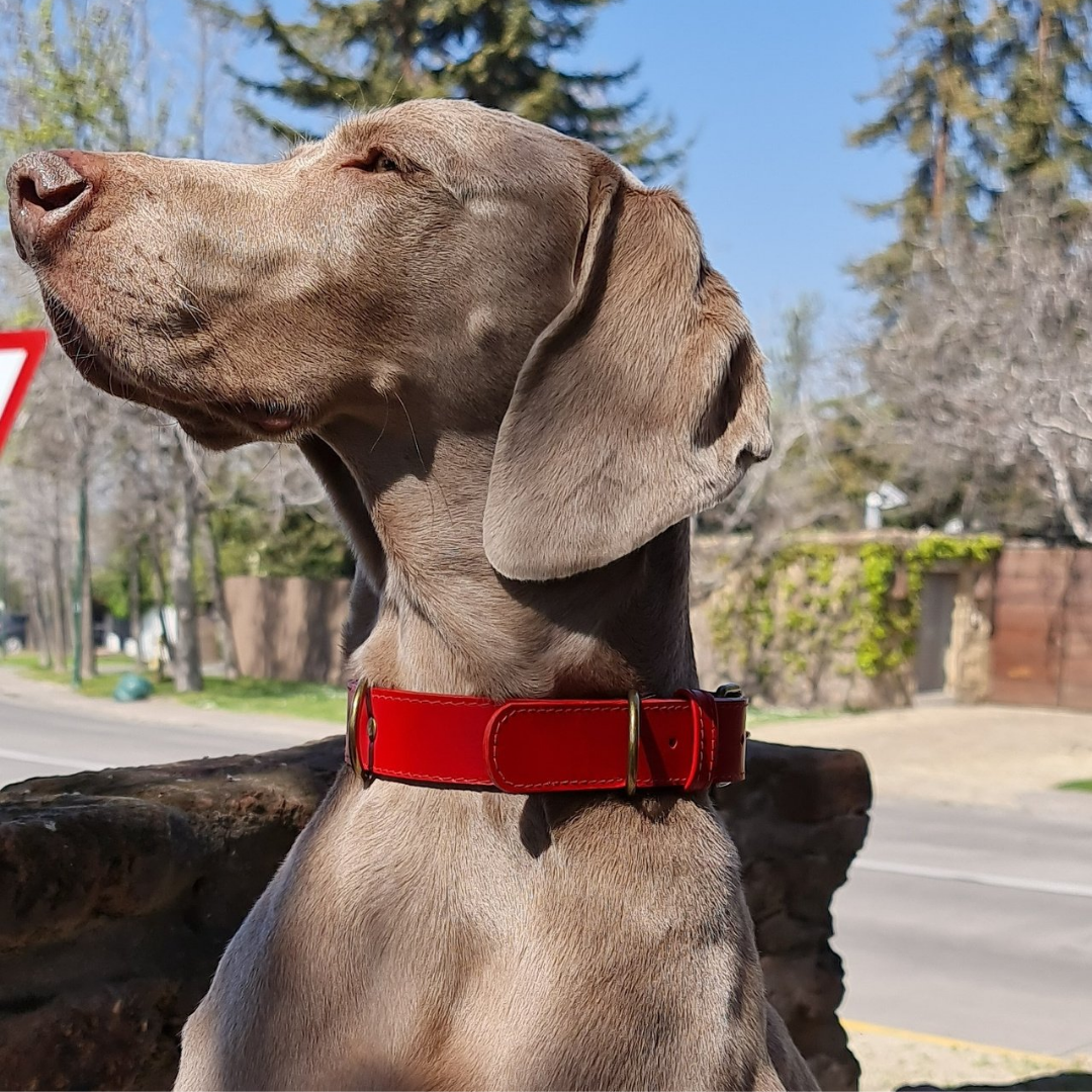 Collar de Cuero para perros - Rojo Liso hebilla envejecida