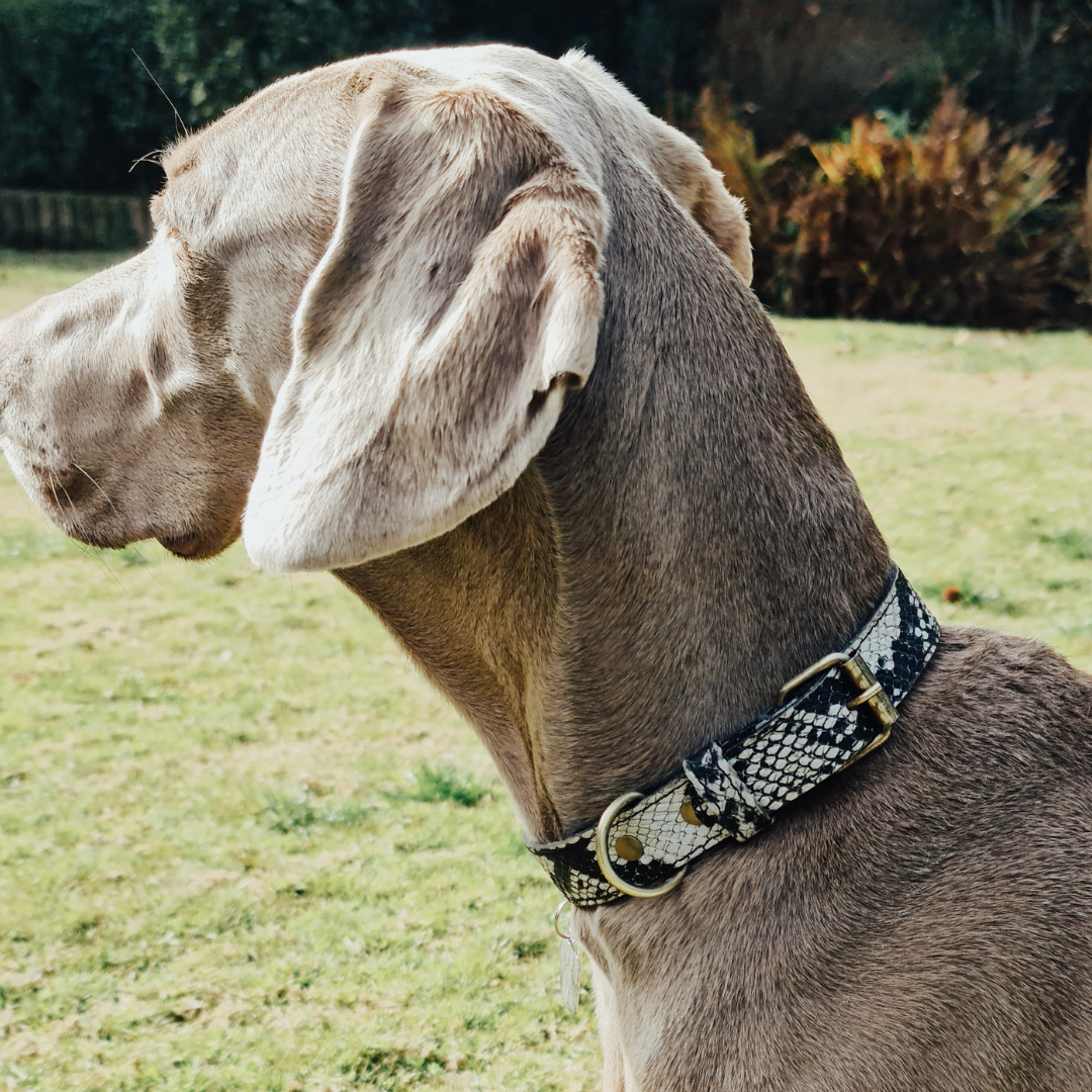 Collar de Cuero para perros - Serpiente Blanco y Negro hebilla envejecida