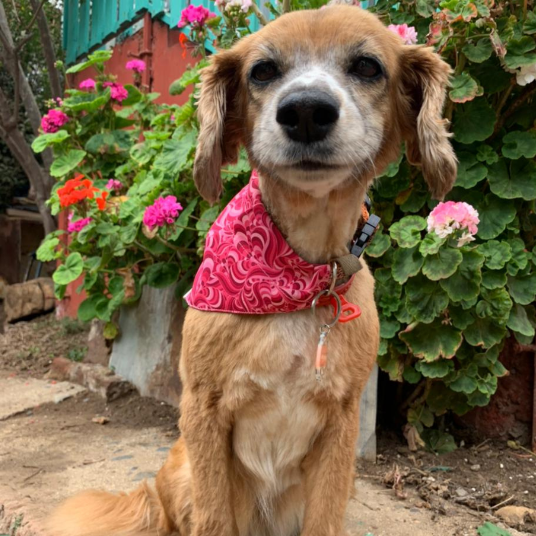 Bandana - Figuras Rosadas