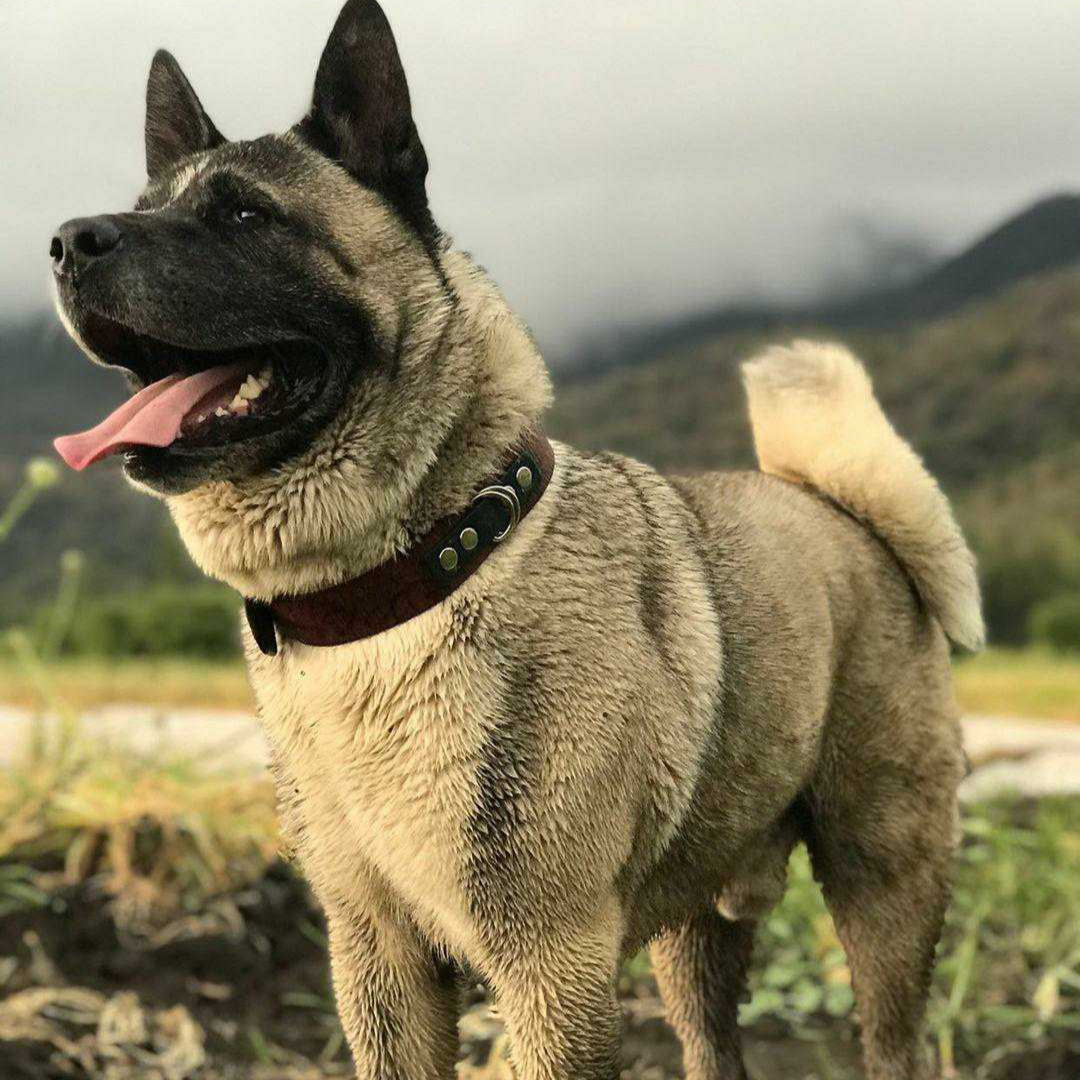 Collar de Cuero Bordado - Lassie Café