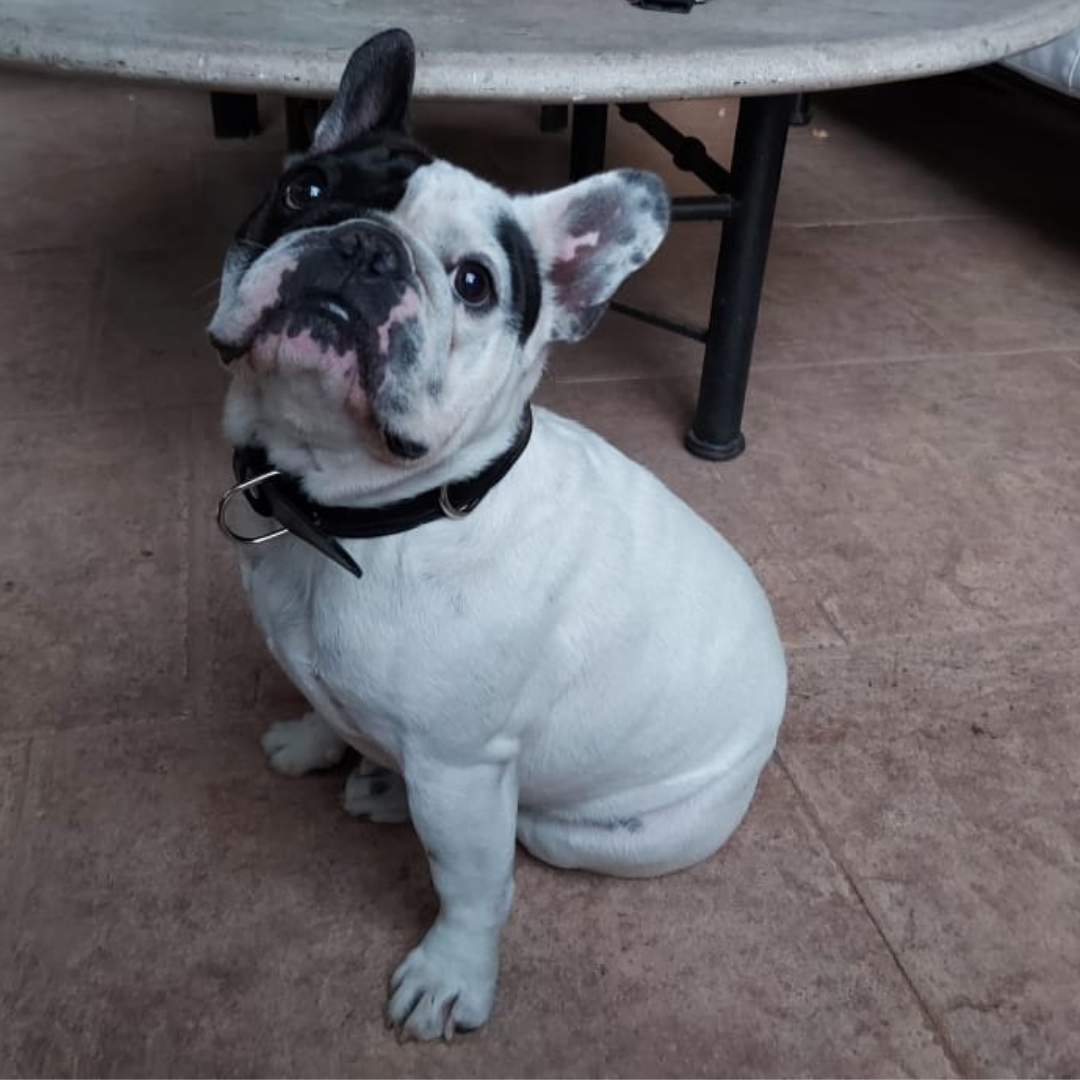 Collar de Cuero para perros - Cocodrilo Negro - nickel