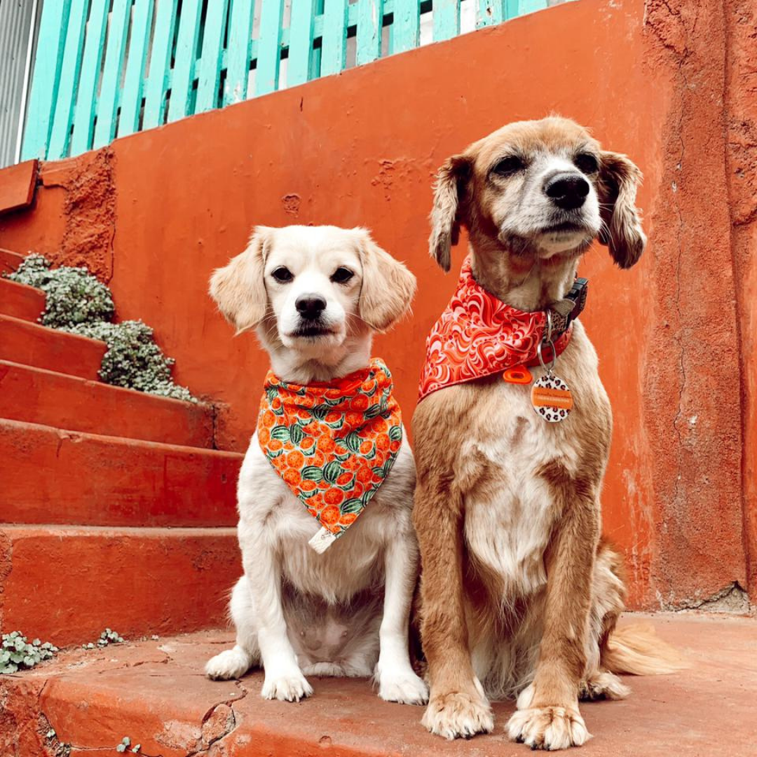 Bandana - Sandía