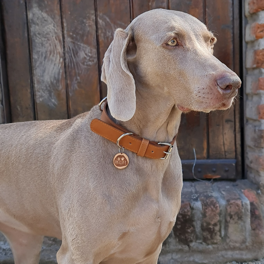 Collar de Cuero para perros - Camel hebilla Nickel