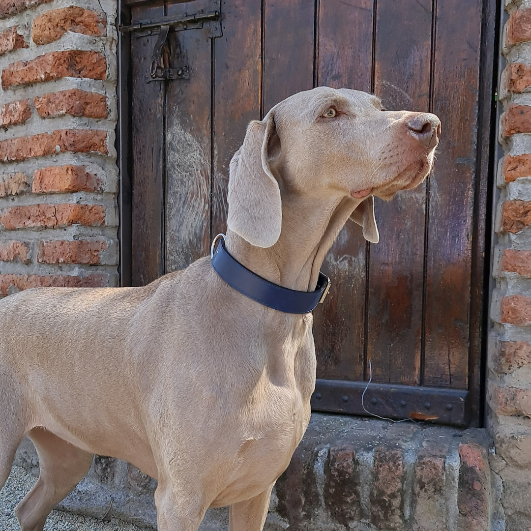Collar de Cuero para perros - Azúl hebilla nickel