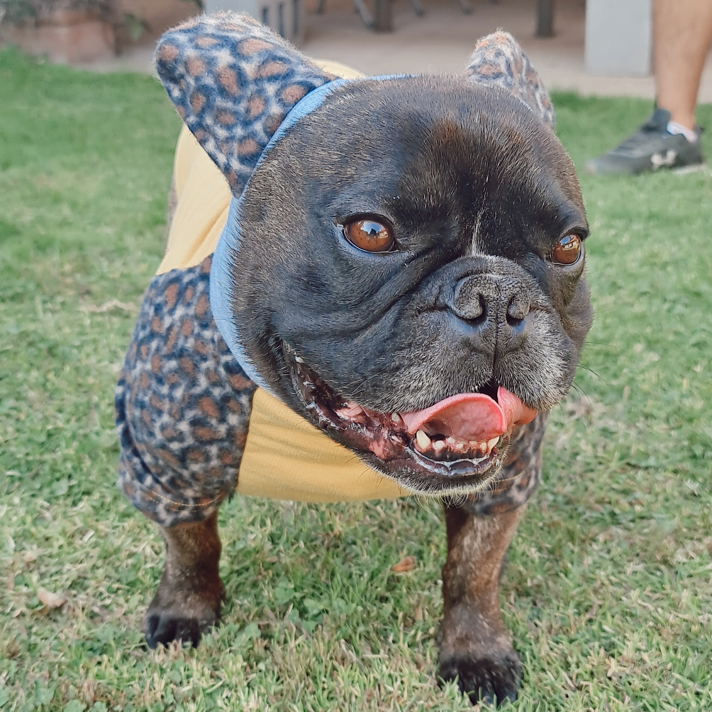 Polerón con Gorro para Orejas Talla única