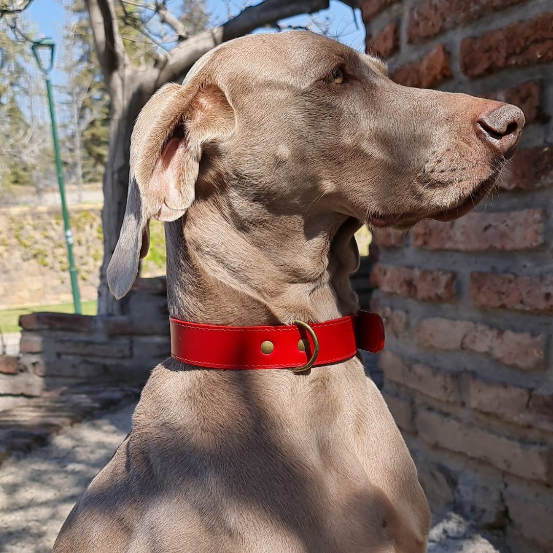 Collar de Cuero para perros - Rojo Liso hebilla envejecida