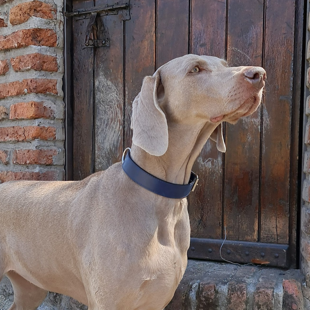 Collar de Cuero para perros - Negro liso hebilla envejecida