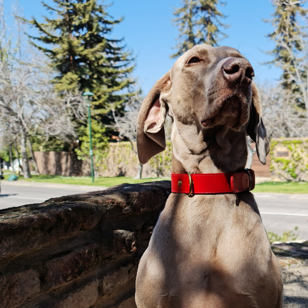 Collar de Cuero para perros - Rojo Liso hebilla envejecida