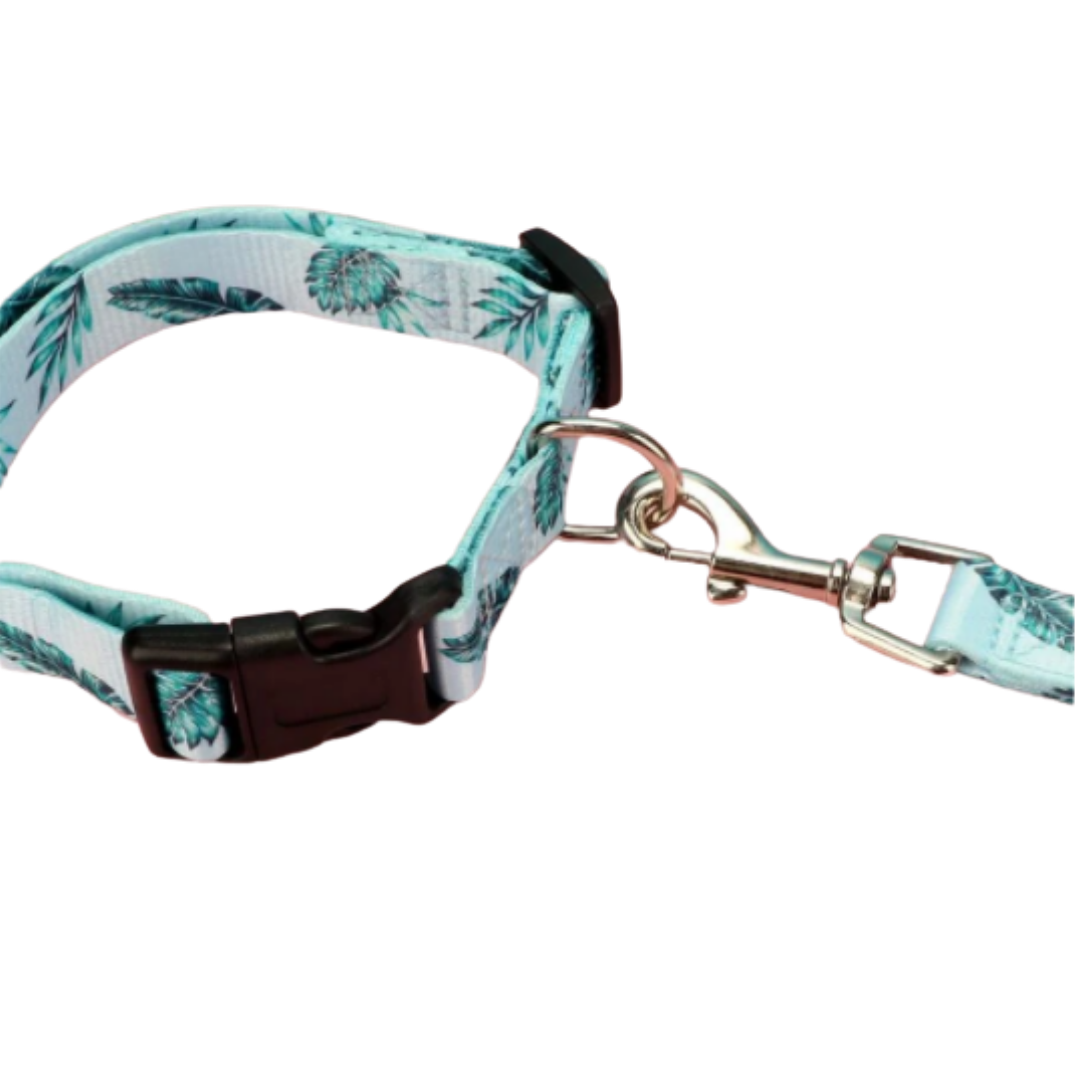 Conjunto Correa + Collar - Verde Agua