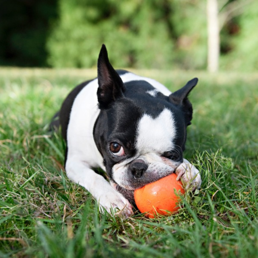 Juguete Zogoflex Jive - Pelota XS