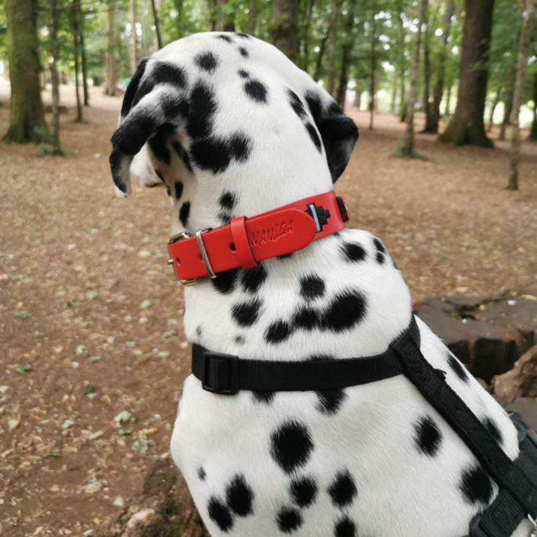 Collar de Cuero Bordado - Lassie Rojo