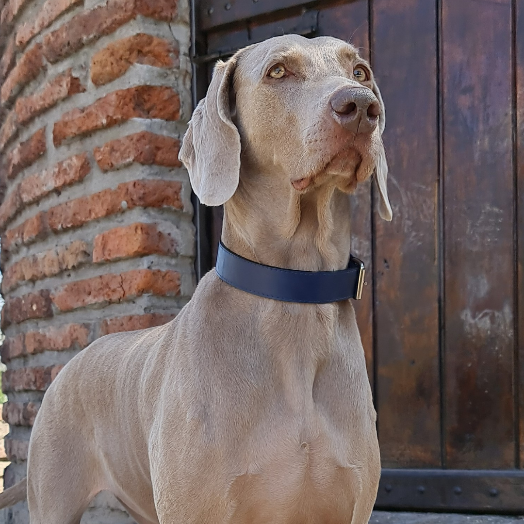 Collar de Cuero para perros - Negro liso hebilla envejecida