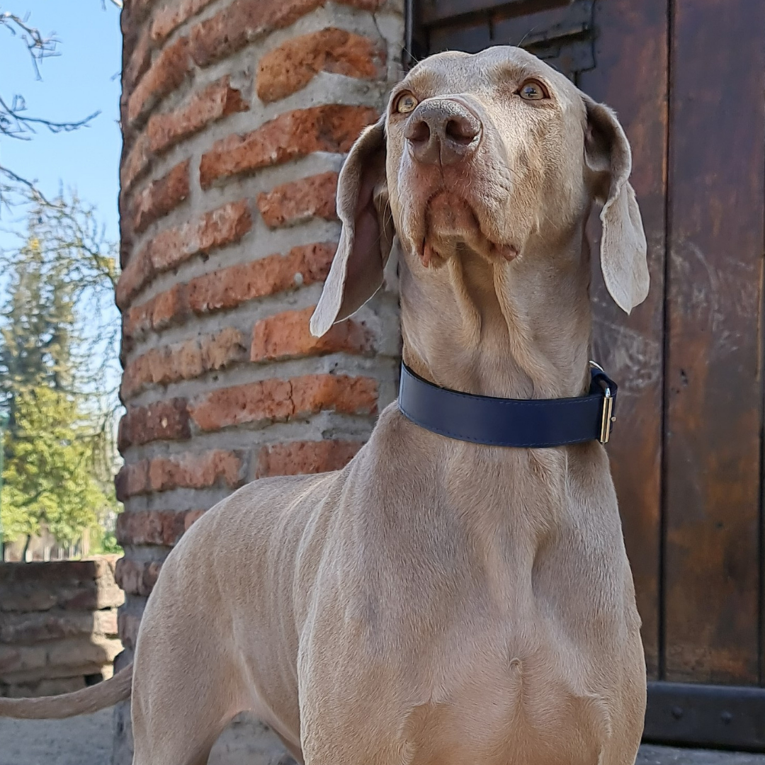 Collar de Cuero para perros - Azúl hebilla nickel