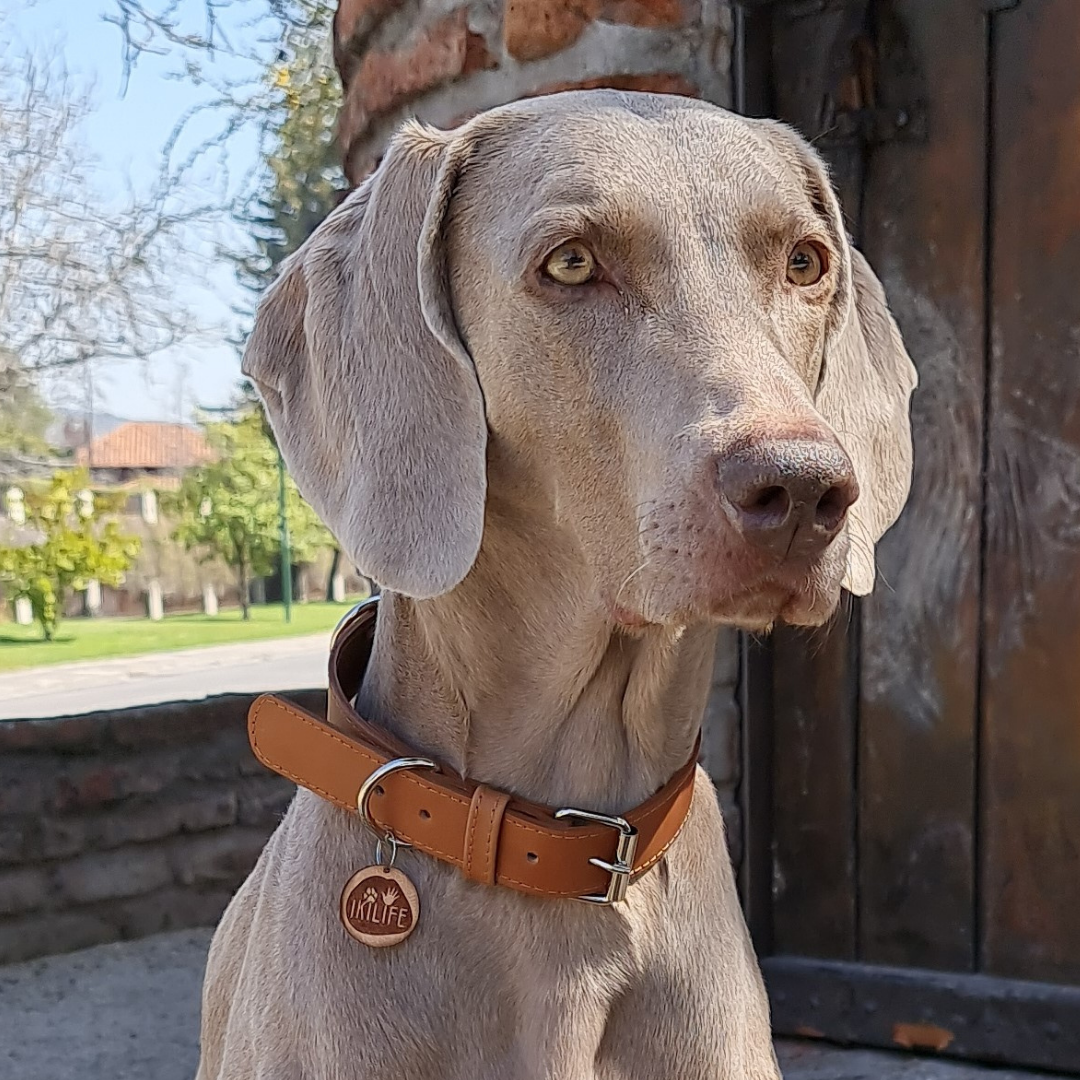 Collar de Cuero para perros - Camel hebilla Nickel