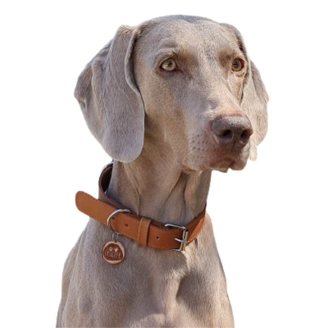 Collar de Cuero para perros - Camel hebilla Nickel