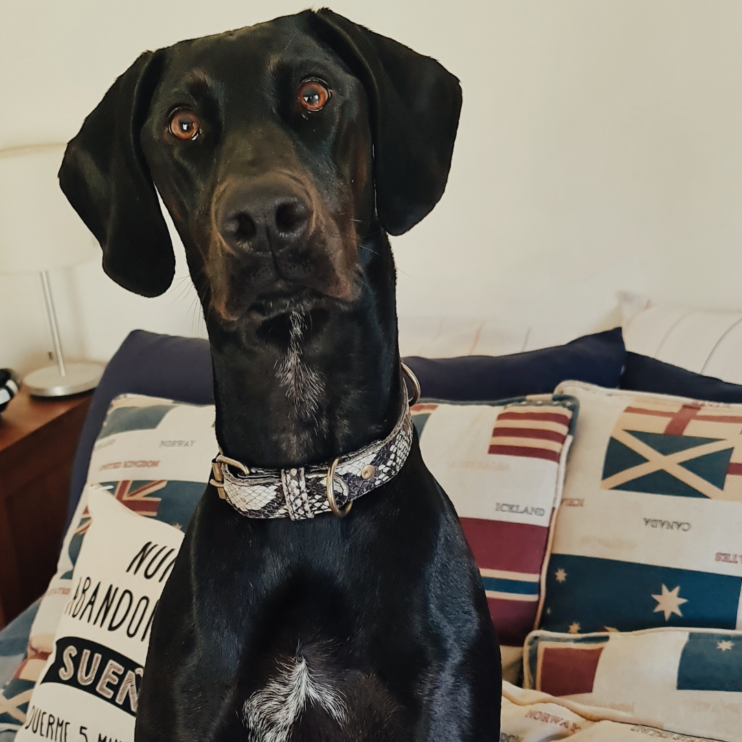 Collar de Cuero para perros - Serpiente Blanco y Negro hebilla envejecida