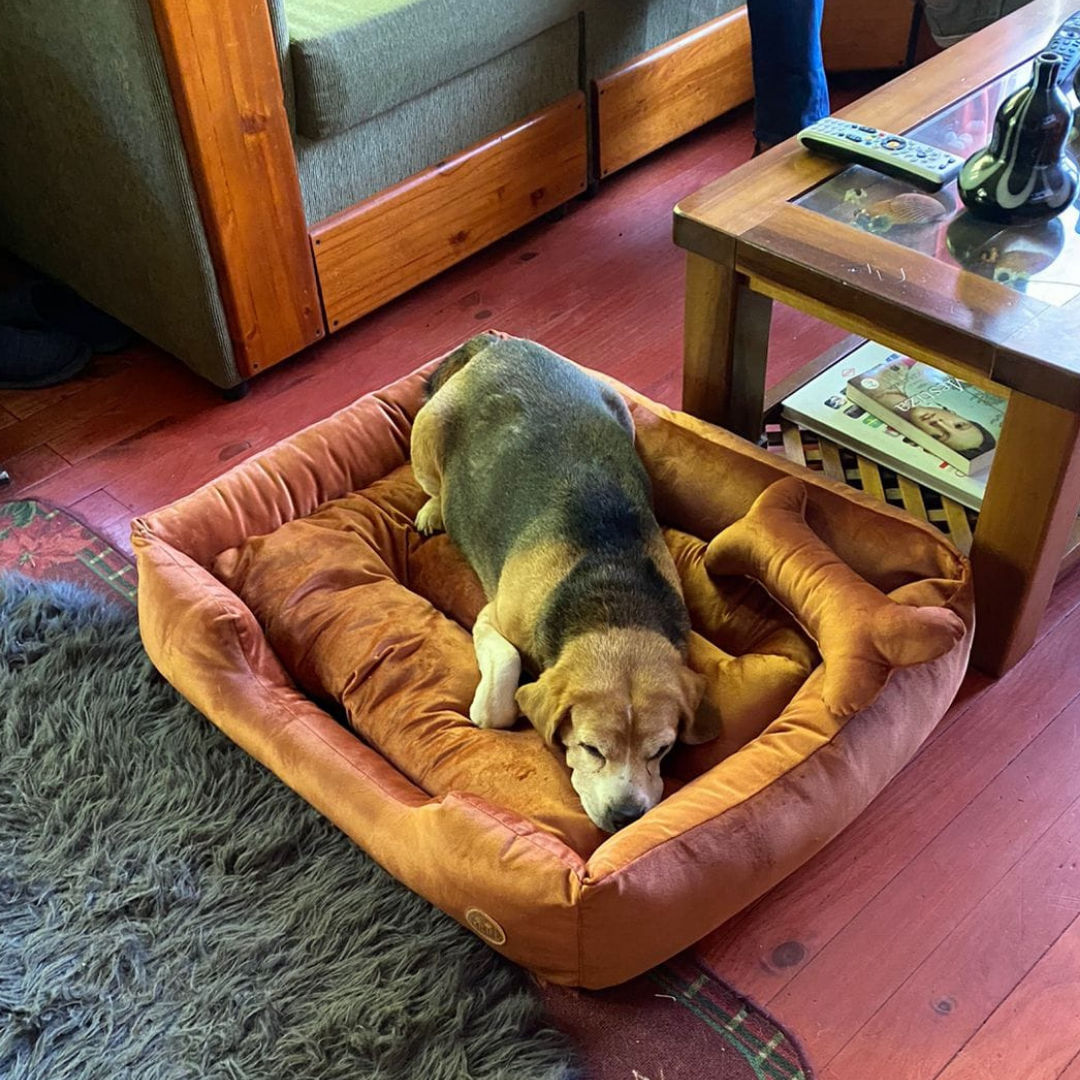 Cama Clásica Para Mascotas - Café