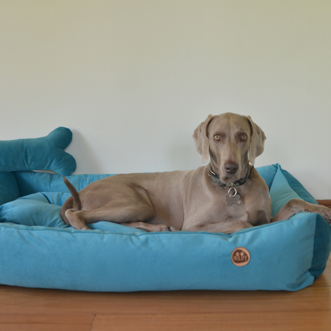 Cama Clásica Para Mascotas - Turquesa