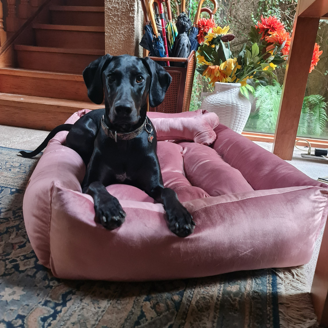 Cama Clásica Para Mascotas - Palo Rosa