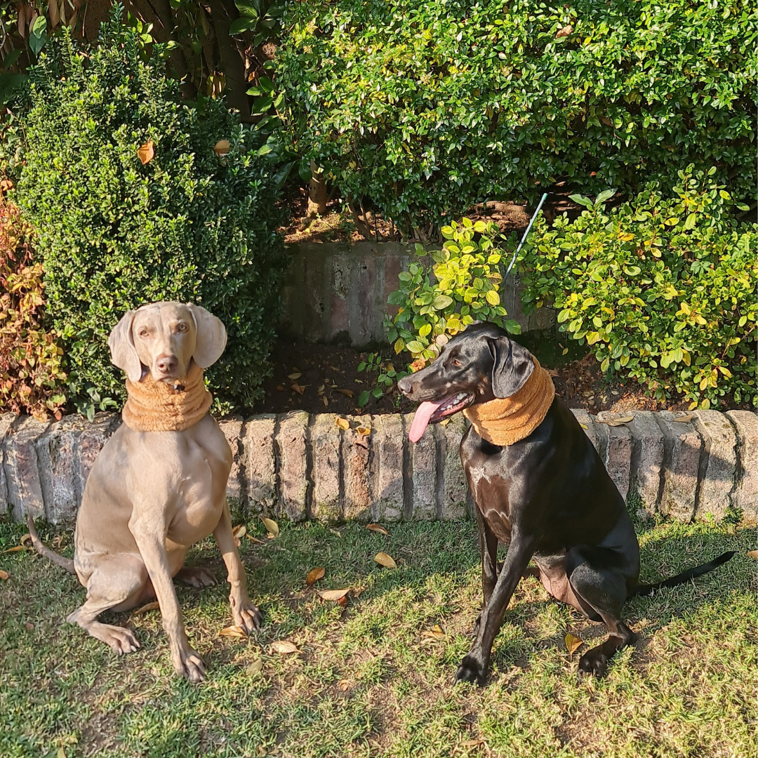 Cuello para Mascotas - Beige